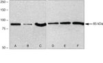 Frizzled-2 Polyclonal Antibody