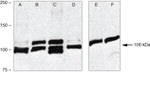 SMURF1 Antibody in Western Blot (WB)