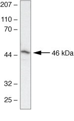 Connexin 46 Antibody in Western Blot (WB)