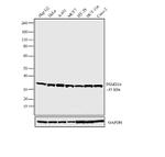 PSMD14 Antibody in Western Blot (WB)