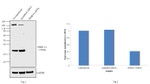 PSMD14 Antibody in Western Blot (WB)