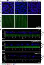 Ephrin A5 Antibody in Immunocytochemistry (ICC/IF)