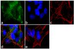 Ephrin A5 Antibody in Immunocytochemistry (ICC/IF)