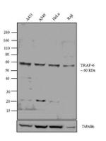 TRAF6 Polyclonal Antibody