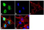 PAX3 Antibody in Immunocytochemistry (ICC/IF)