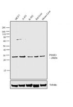PSME1 Antibody in Western Blot (WB)