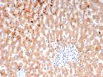 KNG1/Kininogen 1 (KNG1-Heavy chain) Monoclonal Antibody (KNG1/7424)