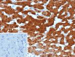 Arginase 1 (Hepatocellular Carcinoma Marker) Antibody in Immunohistochemistry (Paraffin) (IHC (P))