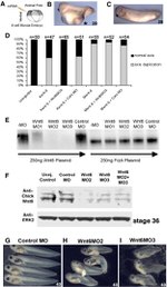 WNT6 Antibody in Western Blot (WB)