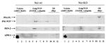 APH1 Antibody in Western Blot (WB)