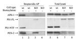 APH1 Antibody in Western Blot (WB)