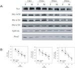 APH1 Antibody in Western Blot (WB)