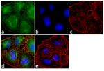 APH1 Antibody in Immunocytochemistry (ICC/IF)