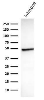 Cytokeratin 18 (KRT18) Antibody in Western Blot (WB)