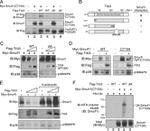 SMURF1 Antibody in Western Blot (WB)