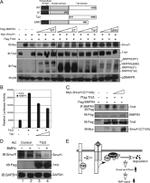 SMURF1 Antibody in Western Blot (WB)