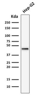 Cytokeratin 19 (KRT19) Antibody in Western Blot (WB)