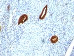 Cytokeratin 19 (KRT19) (Pancreatic Stem Cell Marker) Antibody in Immunohistochemistry (Paraffin) (IHC (P))