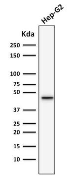 Cytokeratin 19 (KRT19) (Pancreatic Stem Cell Marker) Antibody in Western Blot (WB)