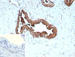 Cytokeratin 19 (Pancreatic Stem Cell Marker) Antibody in Immunohistochemistry (Paraffin) (IHC (P))