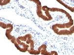 Cytokeratin 19 (KRT19) (Pancreatic Stem Cell Marker) Antibody in Immunohistochemistry (Paraffin) (IHC (P))