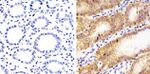Claudin 18 Polyclonal Antibody