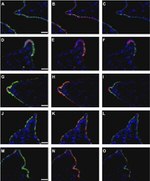 Claudin 10 Antibody in Immunohistochemistry (Frozen) (IHC (F))