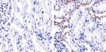 Claudin 10 Polyclonal Antibody