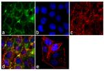 PDLIM5 Antibody in Immunocytochemistry (ICC/IF)