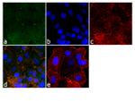 ZO-2 Polyclonal Antibody