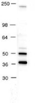 AP-2 Antibody in Western Blot (WB)