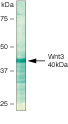 WNT3 Antibody in Western Blot (WB)