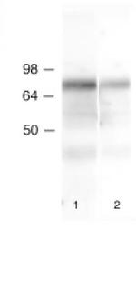 Lamin B1 Antibody in Western Blot (WB)