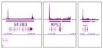RNA pol II Antibody in ChIP-Sequencing (ChIP-Seq)