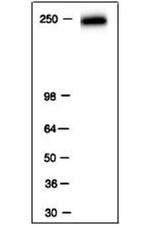 RNA pol II Antibody in Western Blot (WB)