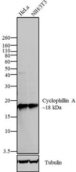 Cyclophilin A Monoclonal Antibody (ZC001)