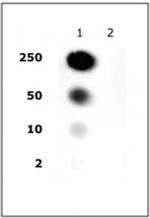Phospho-Histone H2A/H4 (Ser1) Antibody in Dot Blot (DB)