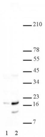Phospho-Histone H2A/H4 (Ser1) Antibody in Western Blot (WB)