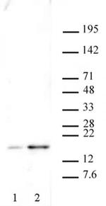 Phospho-Histone H2A.X (Ser139) Antibody in Western Blot (WB)