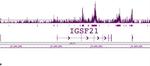Histone H2BK120ac Antibody in ChIP-Sequencing (ChIP-Seq)