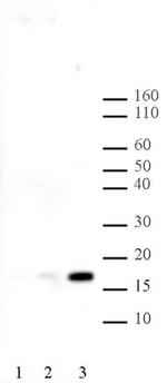 Histone H2BK120ac Antibody in Western Blot (WB)