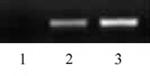 Histone H2BK16ac Antibody in ChIP Assay (ChIP)