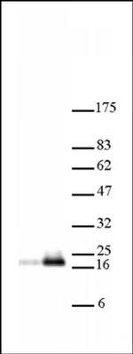 Histone H3K18ac Antibody in Western Blot (WB)