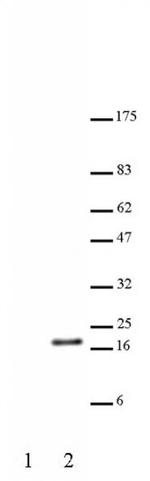 Histone H3K23ac Antibody in Western Blot (WB)