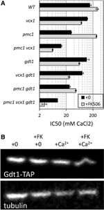 TAP Tag Antibody in Western Blot (WB)
