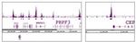 Phospho-Histone H3 (Thr11) Antibody in ChIP-Sequencing (ChIP-Seq)