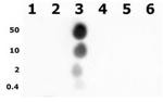 Phospho-Histone H3 (Thr11) Antibody in Dot Blot (DB)