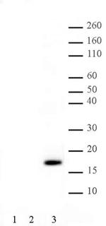 Phospho-Histone H3 (Thr11) Antibody in Western Blot (WB)