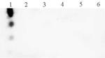 Phospho-Histone H3 (Thr3) Antibody in Dot Blot (DB)