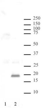 Phospho-Histone H3 (Thr3) Antibody in Western Blot (WB)